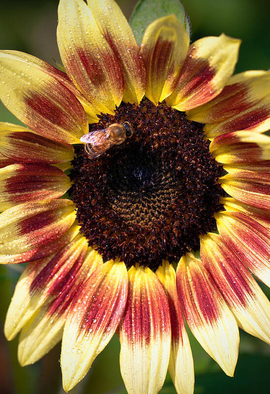 Macro Poster featuring the photograph Sunflower by Anna Rumiantseva