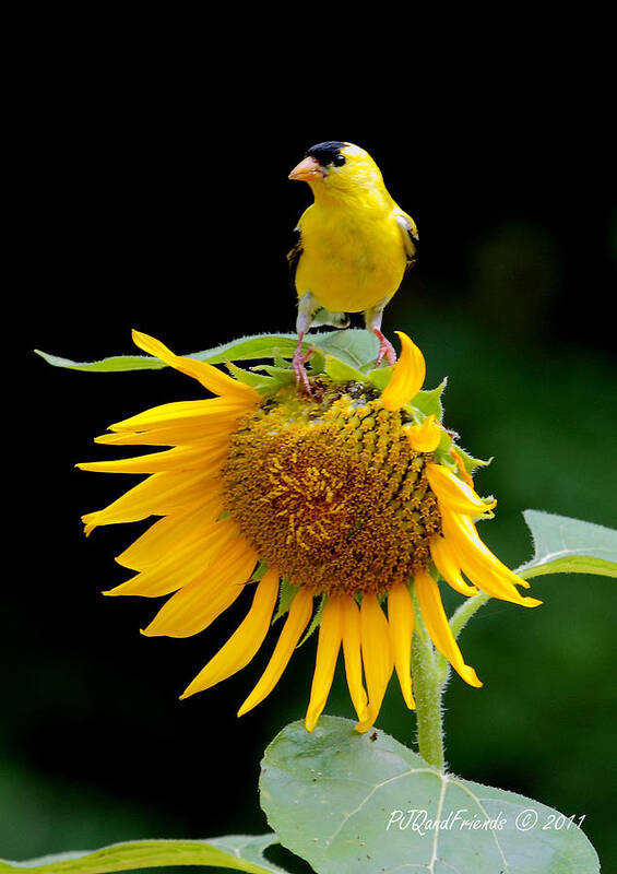  Poster featuring the photograph 'Sunflower Meets Goldfinch' by PJQandFriends Photography