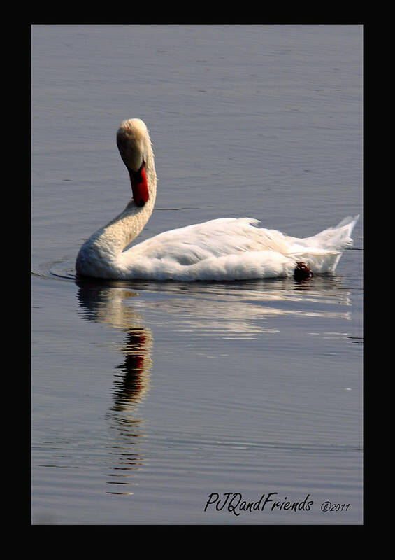  Poster featuring the photograph 'Swan on Lake' by PJQandFriends Photography