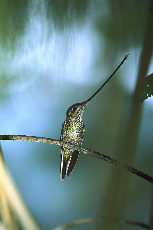 Mp Poster featuring the photograph Sword-billed Hummingbird Ensifera by Tui De Roy