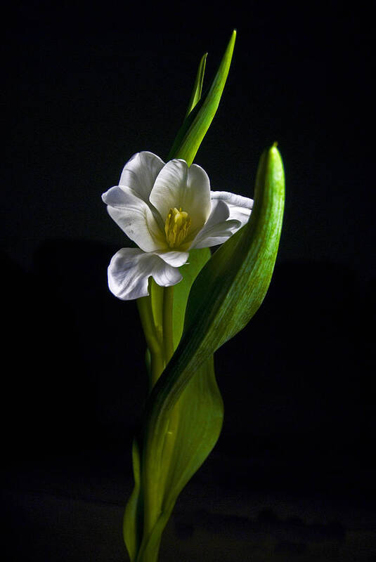 Tulip Poster featuring the photograph The Dance by Elsa Santoro