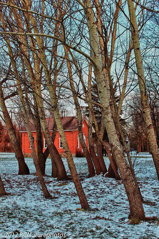 Leaning Trees Poster featuring the photograph The Leaning by Rachel Cohen