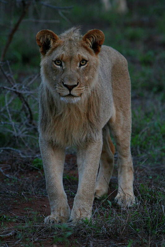 Lion Poster featuring the photograph The Stare - Young Lion by Bruce J Robinson