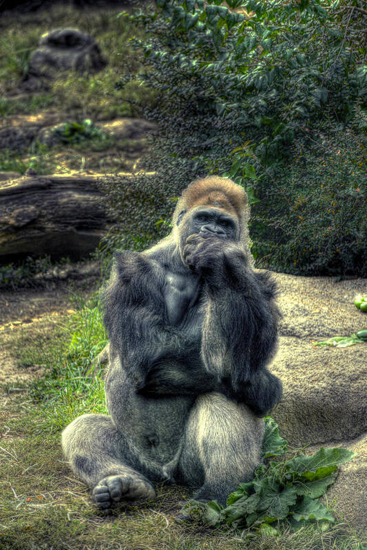 The Thinker Poster featuring the photograph The Thinker by William Fields