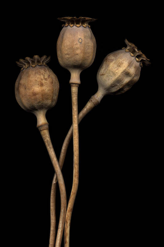 Three Poster featuring the photograph Three Poppy Pods by David Kleinsasser