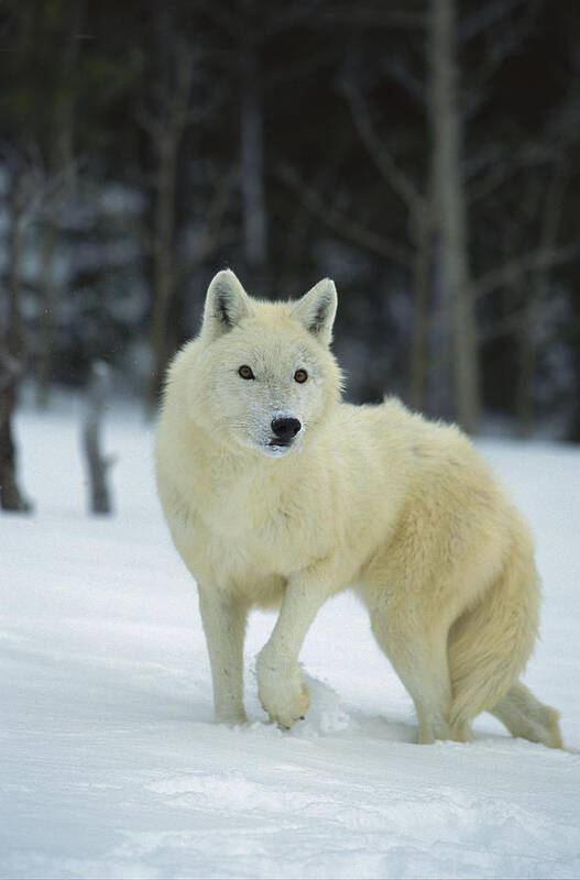 Mp Poster featuring the photograph Timber Wolf Canis Lupus, Native by Konrad Wothe