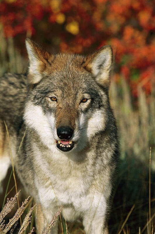 Mp Poster featuring the photograph Timber Wolf Canis Lupus Portrait, Teton by Tom Vezo