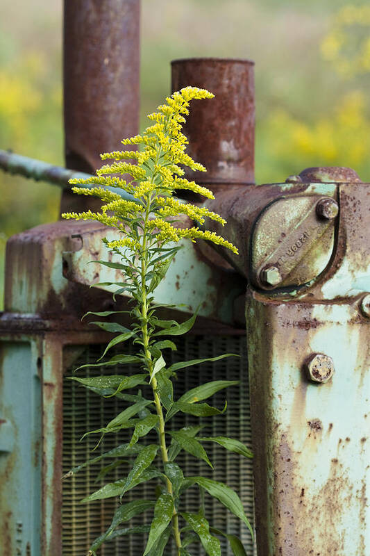 Yellow Poster featuring the photograph Tractor by Carrie Cranwill