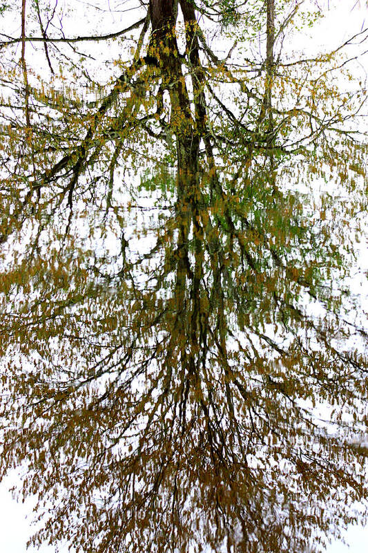 Tree Reflection Poster featuring the photograph Tree Reflection by Kim Galluzzo