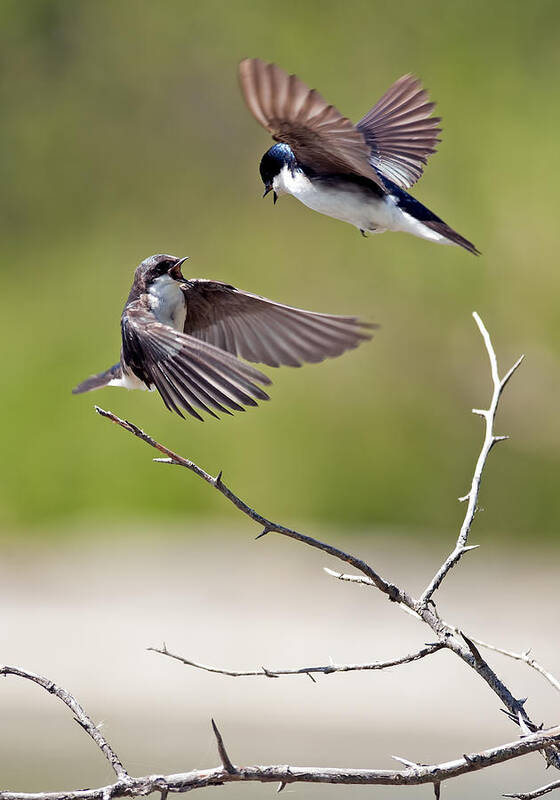 Tree Swallows Poster featuring the photograph Tree Swallows in flight by Terry Dadswell