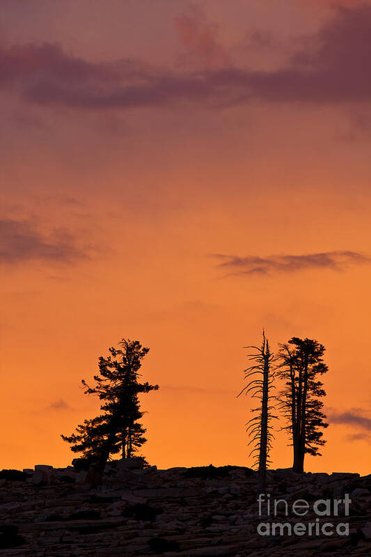 Olmsted Point Poster featuring the photograph Trees at sunset by Olivier Steiner