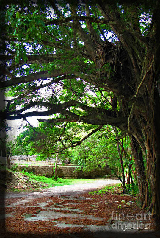 Tropics Poster featuring the photograph Tropical Banyan Path by Joan Minchak