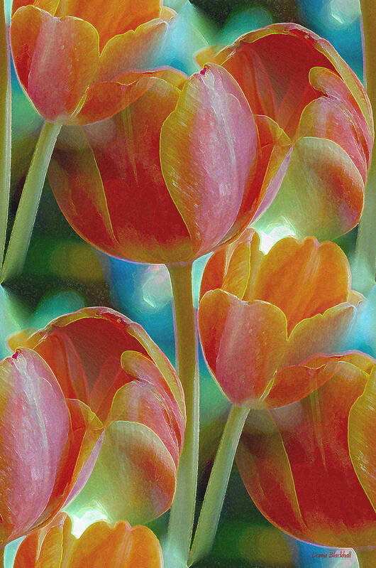 Tulip Poster featuring the photograph Tulip Fascination by Donna Blackhall