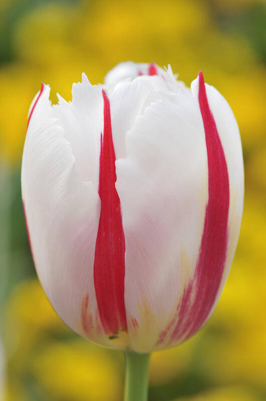 Tulip Poster featuring the photograph Tulip white and red by Matthias Hauser