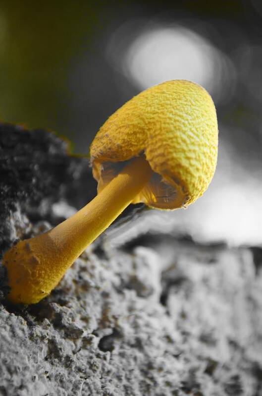 Mushroom Poster featuring the photograph Turgid 'Shroom by Lynda Dawson-Youngclaus