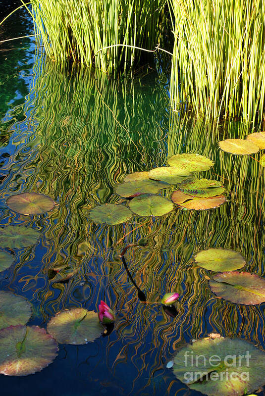 Water Poster featuring the photograph Water Lilies Reflection by Nancy Mueller