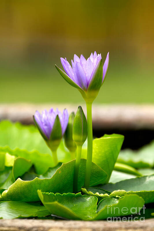 Beautiful Poster featuring the photograph Water lily by Tosporn Preede