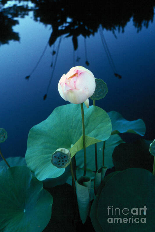 Water Lily Bud Light Pink Color Blue White Reflection Mirror Poster featuring the photograph Water Lily by Vilas Malankar