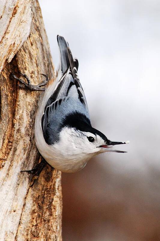 Photography Poster featuring the photograph White-Breasted Nuthatch 3 by Larry Ricker