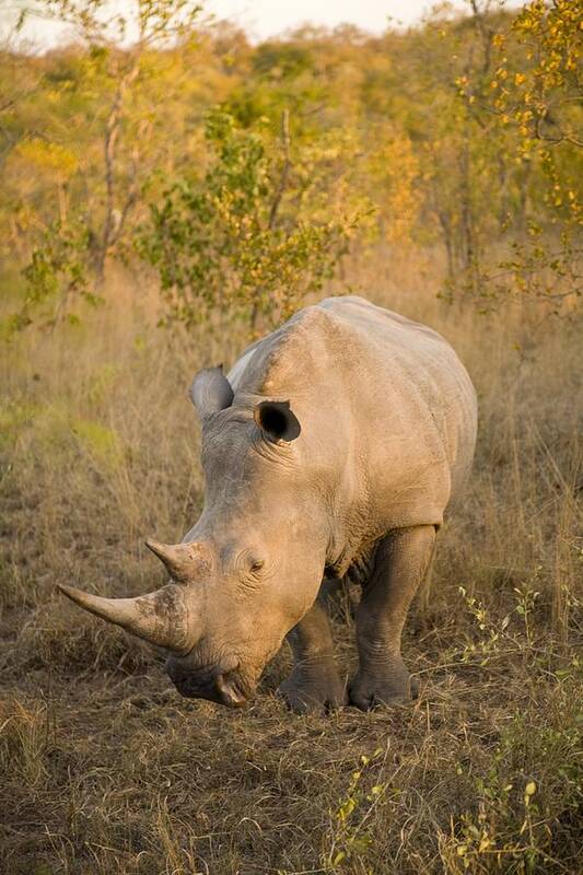 Africa Poster featuring the photograph White Rhinoceros Ceratotherium Simum by Stuart Westmorland