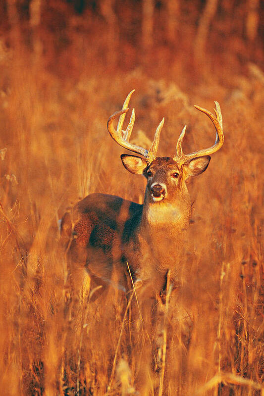 Whitetail Poster featuring the photograph Whitetail buck in goldern light by D Robert Franz