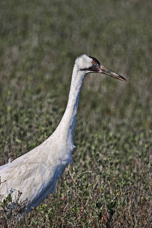 Crane Poster featuring the photograph Whooping Crane by Gregory Scott