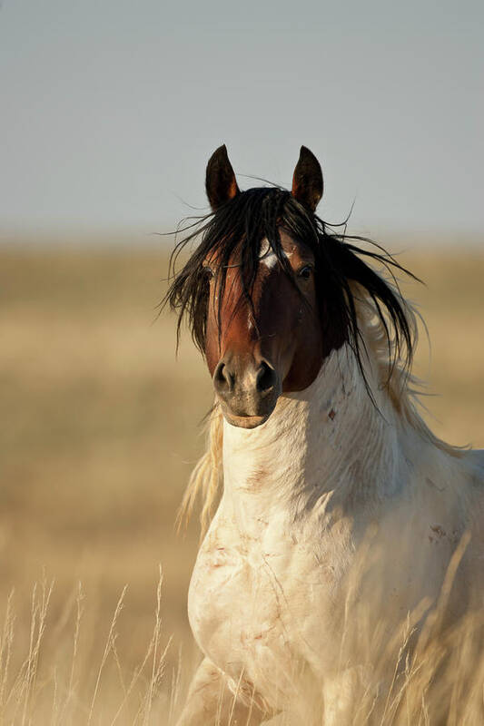 Blm Poster featuring the photograph Wild Mustang Band Stallion by D Robert Franz