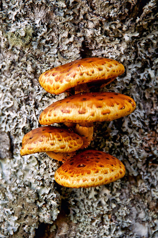 Mushroom Poster featuring the photograph Wild Shiitake Mushrooms by Cathy Kovarik