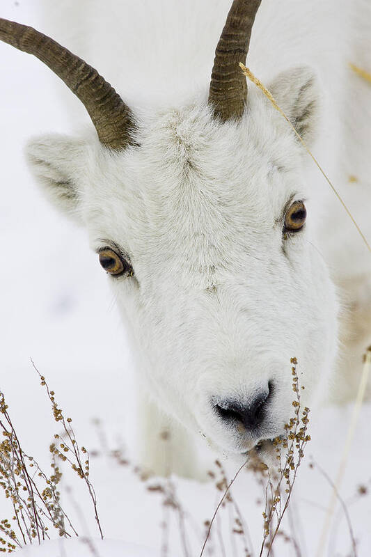 Animal Poster featuring the photograph Winter Lunch for a Dall Sheep by Tim Grams