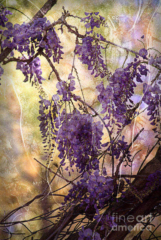 Wisteria Poster featuring the photograph Wisteria Lane by Janeen Wassink Searles