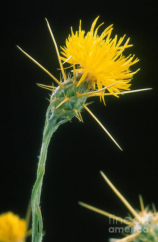Yellow Starthistle Poster featuring the photograph Yellow Starthistle by Science Source