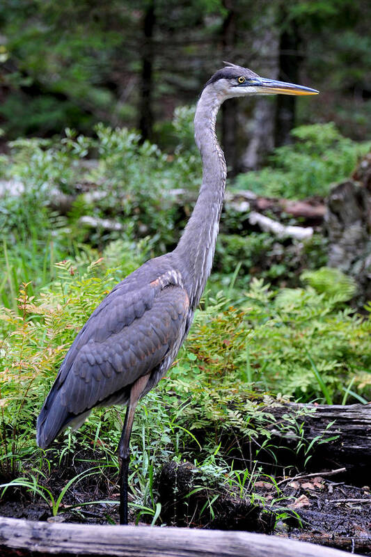 Great Blue Heron Poster featuring the photograph Young Great Blue Heron by Peter DeFina