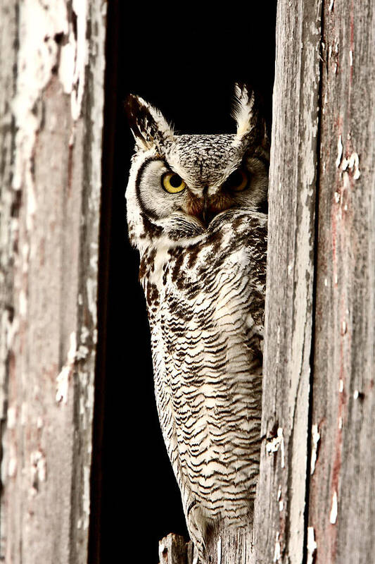 Great Horned Owl Poster featuring the digital art Great Horned Owl perched in barn window by Mark Duffy