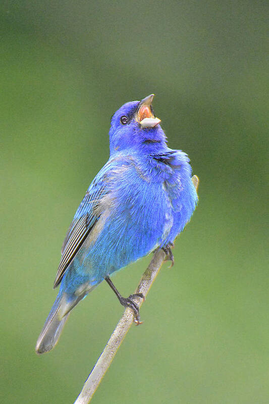 Bird Poster featuring the photograph Hear the Indigo Bunting Sing by Alan Lenk