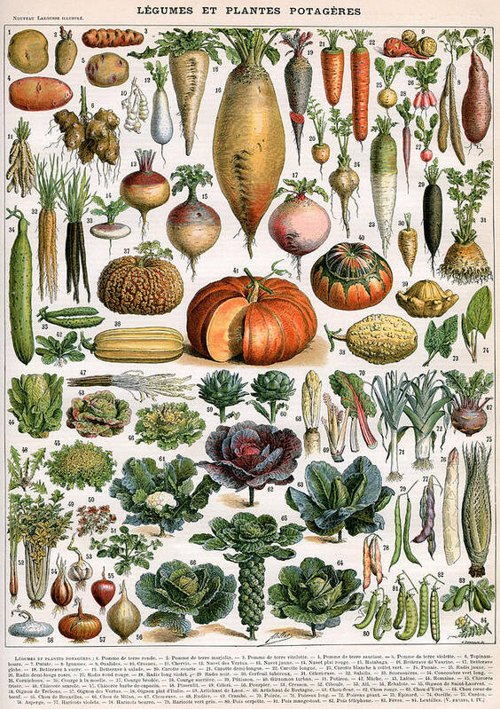 Fruit Poster featuring the painting Illustration of Vegetable Varieties by Alillot