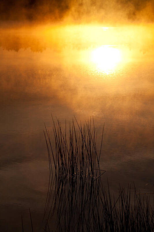 Misty Lake Poster featuring the photograph Mist and Lake Reeds at Sunrise by Irwin Barrett