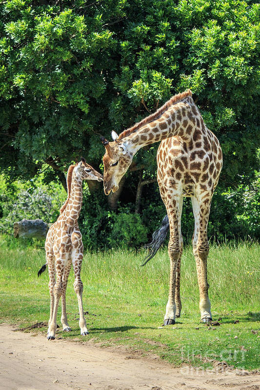 Wildlife Poster featuring the photograph A Mother's Affection #1 by Jennifer Ludlum