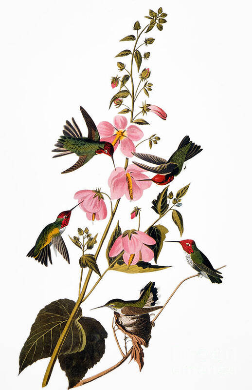 1838 Poster featuring the photograph Audubon: Hummingbird #1 by Granger
