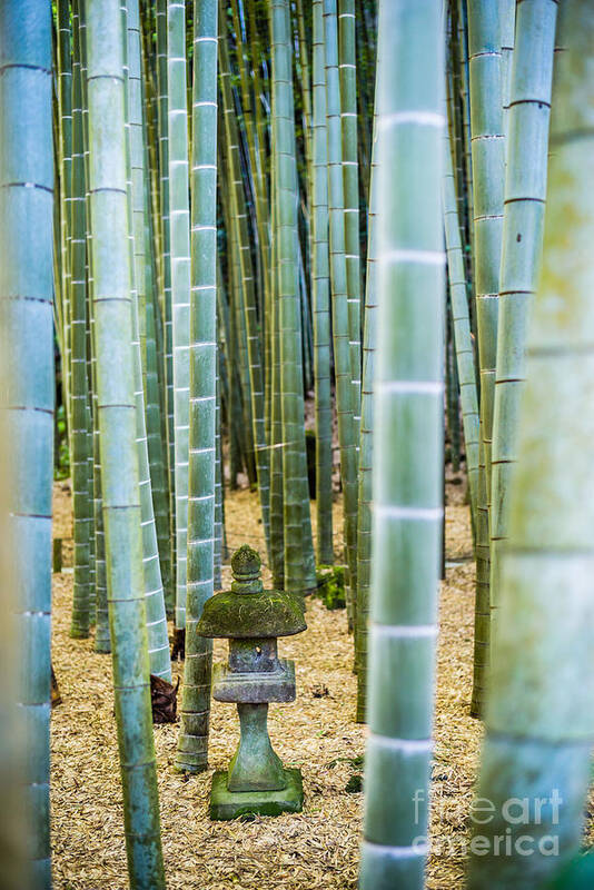 Asia Poster featuring the photograph Bamboo Forest, Japan #1 by Voisin/Phanie