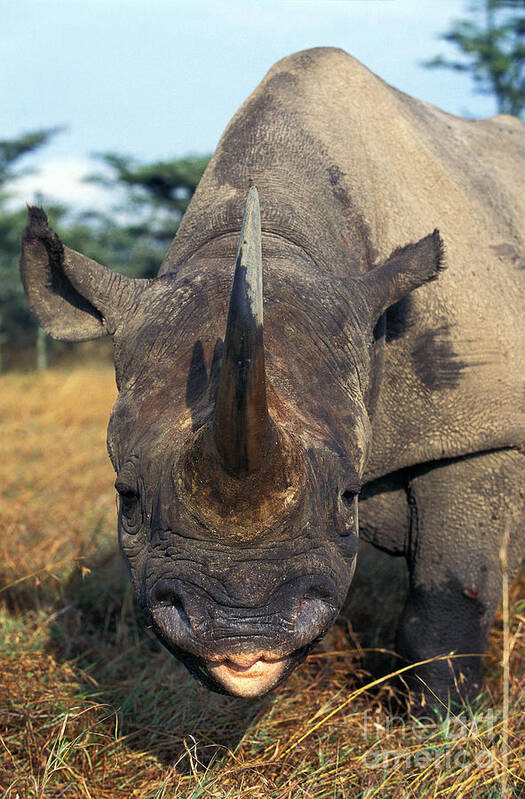 Adult Poster featuring the photograph Black Rhinoceros Diceros Bicornis #1 by Gerard Lacz