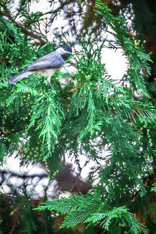 Lovely Poster featuring the photograph Chickadee Perched On An Evergreen Tree #1 by Alex Grichenko