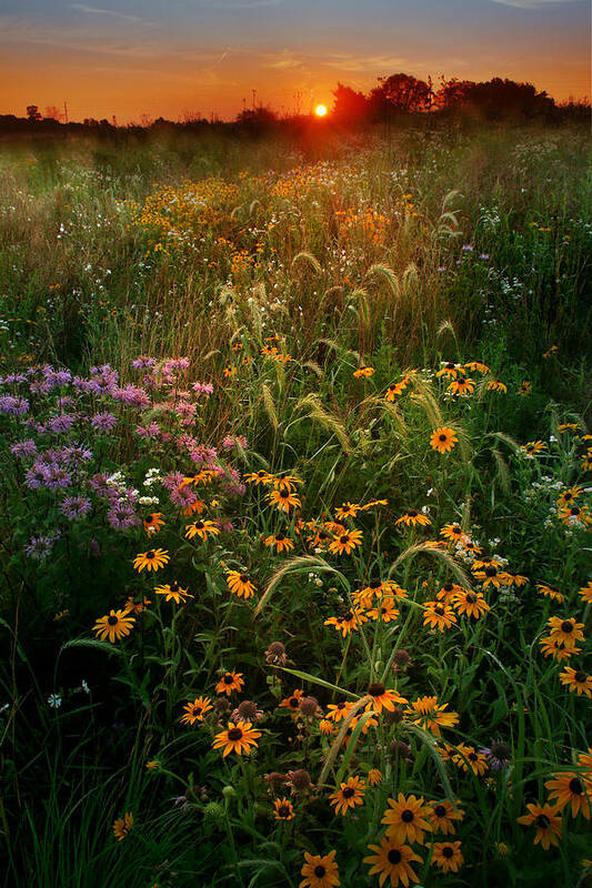 Wildfloers Poster featuring the photograph Colors of Summer #1 by Rob Blair