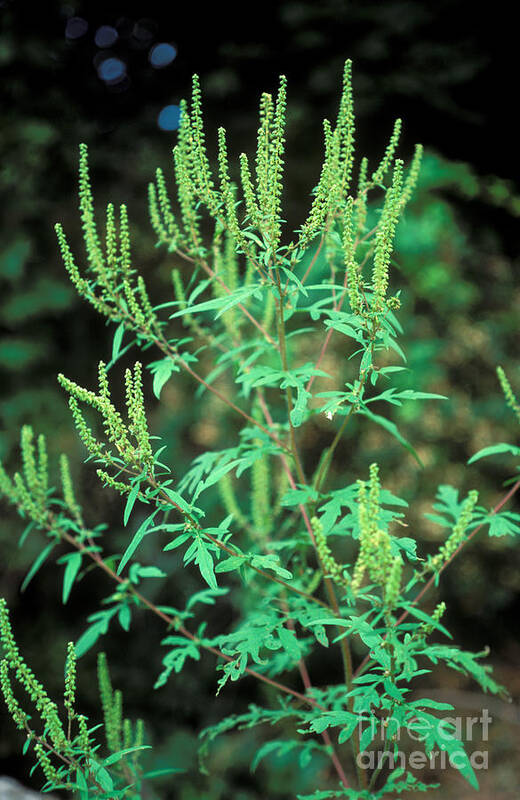 Plant Poster featuring the photograph Common Ragweed In Flower #1 by John Kaprielian