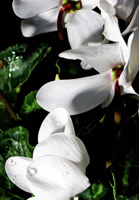 Cyclamen Poster featuring the photograph Cyclamen #1 by Mindy Newman