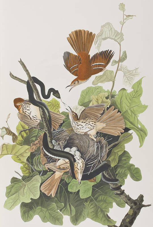 Ferruginous Thrush Poster featuring the painting Ferruginous Thrush by John James Audubon