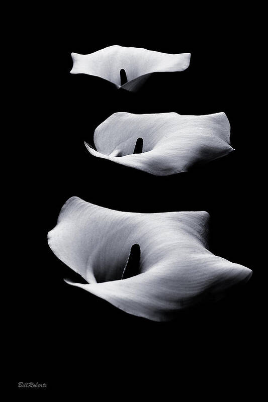Flower Poster featuring the photograph Floating Lilies by Bill Roberts