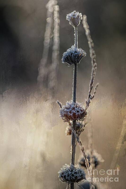 Thistle Poster featuring the photograph Frosted #1 by Eva Lechner