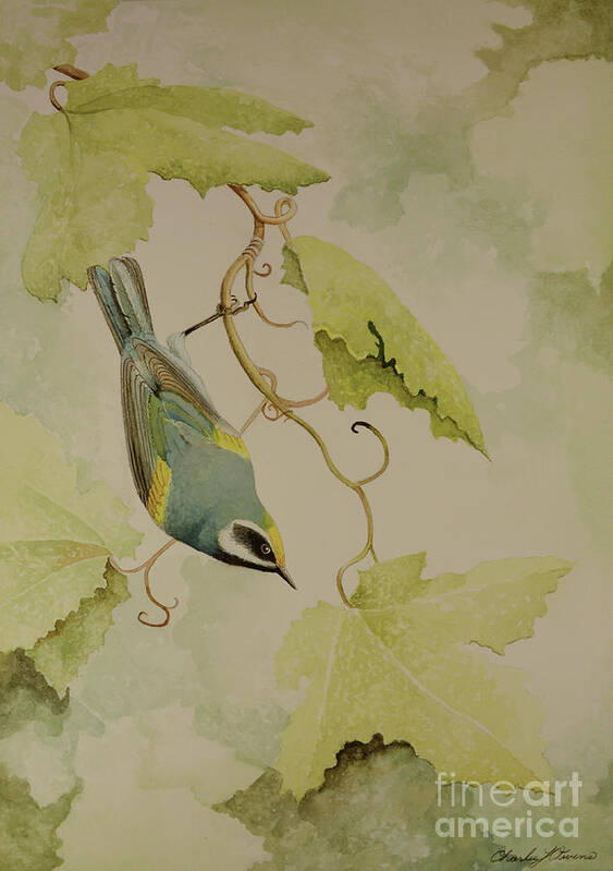 Warbler Poster featuring the painting Golden-winged Warbler #1 by Charles Owens