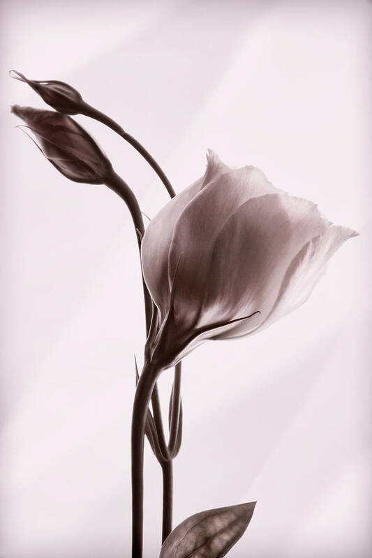 Lisianthus Flowers Poster featuring the photograph Grace in Simplicity #1 by Leda Robertson