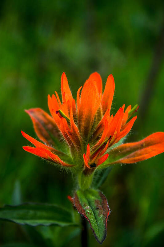 Indian Paintbrush Poster featuring the photograph Indian Paintbrush #1 by Thomas Nay